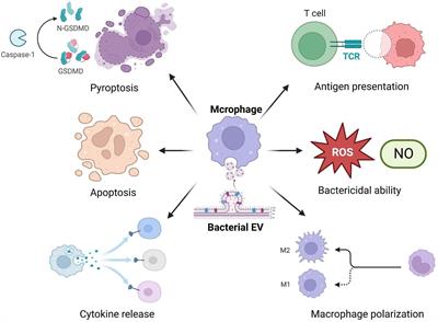 Influences of bacterial extracellular vesicles on macrophage immune functions